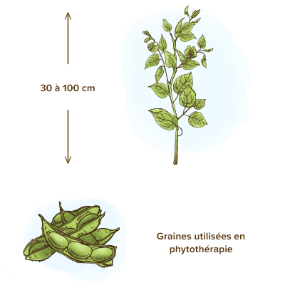 apparence-plante-lecithine-de-soja