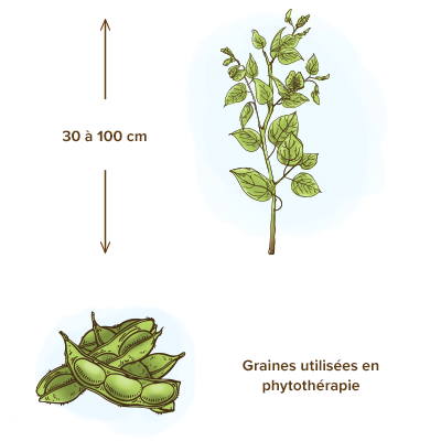 Lécithine de soja : son utilisation au jardin - Planète Agrobio