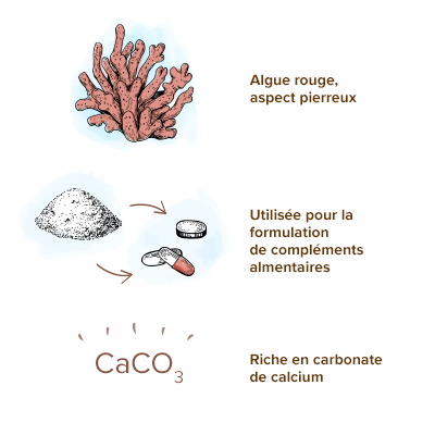 apparence-lithothamne