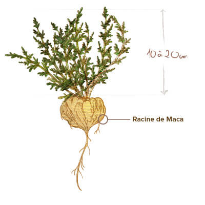 illustration maca