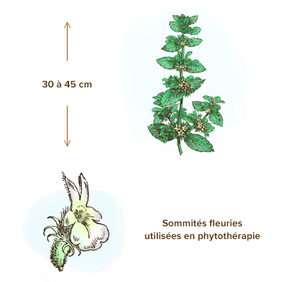 apparence-plante-marrube-blanc