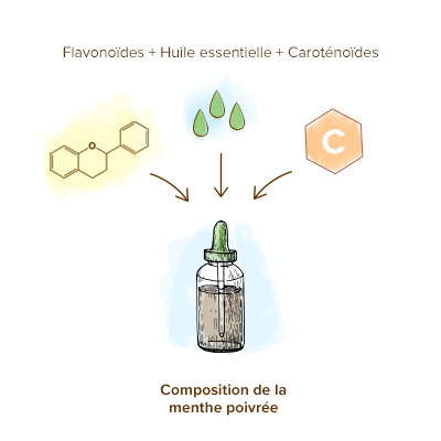 Apparence-menthe-poivree-composition