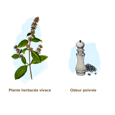 Apparence-menthe-poivree-herbe