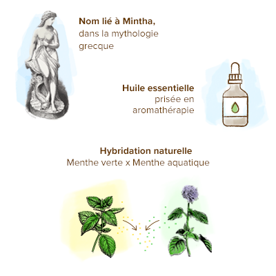 Huile essentielle de Menthe poivrée : bienfaits et utilisations