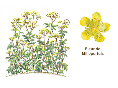 illustration millepertuis