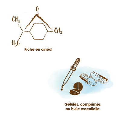 niaouli-apparence-formule-cineol