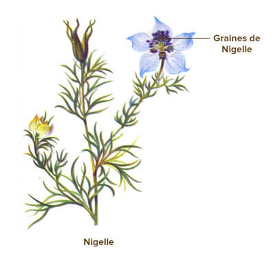 illustration nigelle