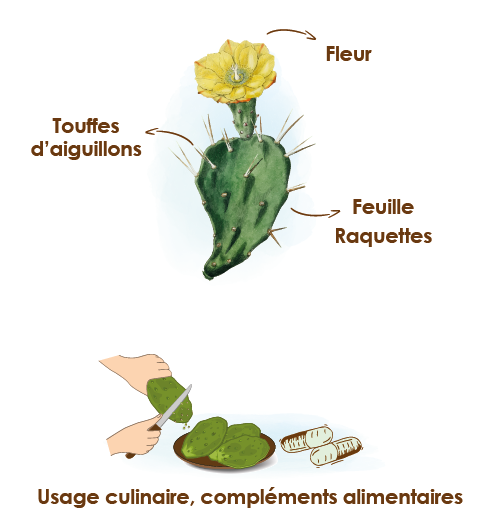 Apparence-composition-et-formats-du-nopal