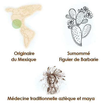 Origine-habitat-culture-nopal