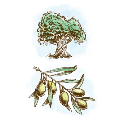Séché Olive branches//feuilles d/'olivier//feuilles séchées//fleurs séchées//compositions florales