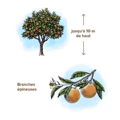 Apparence-oranger-arbre