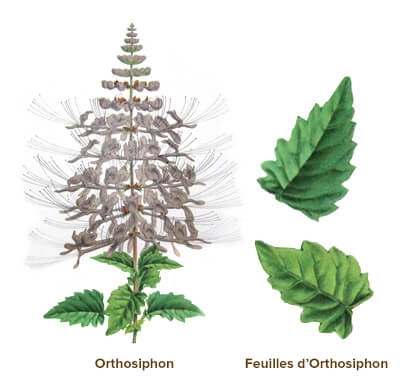 illustration orthosiphon