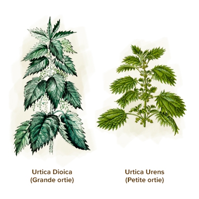 ORTIE (Urtica Dioica L.) ou Ortie Piquante – Club Sante forme