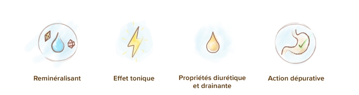 ORTIE ⚜️ Propriétés, Bienfaits, Posologies, Effets ?