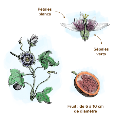 Qu'est-ce que la Passiflore ? Origine, Bienfaits et Posologie