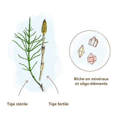 Propriétés et bienfaits de l'extrait de Prêle Bio en cosmétique