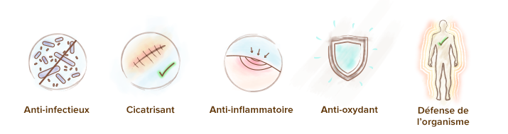 propriétés propolis