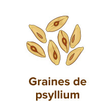 graines de psyllium