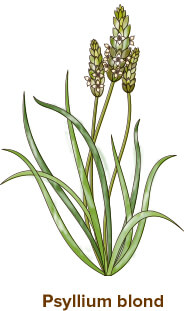 illustration psyllium