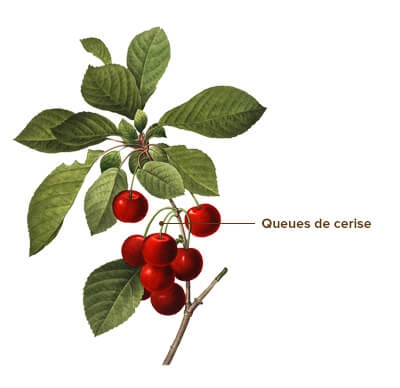 Queues de cerises - Infusion détox, achat et bienfaits 