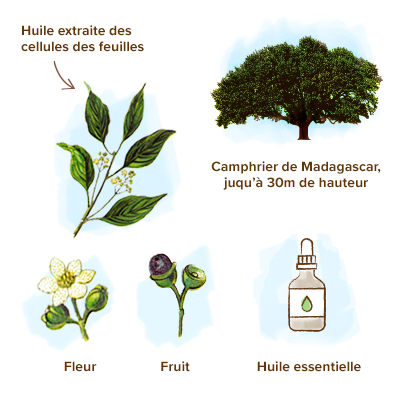 Huile essentielle de ravintsara : propriétés et bienfaits