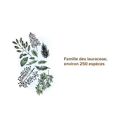 Origine_ravintsara_famille_lauraceae