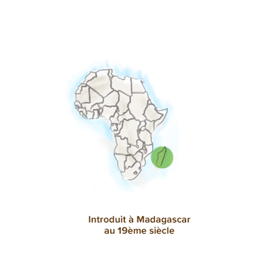 Origine_ravintsara_madagascar