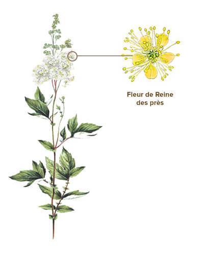 Reine des prés : Propriétés et utilisations – Douleurs et fièvre.