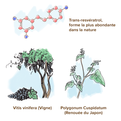 apparence-resveratrol