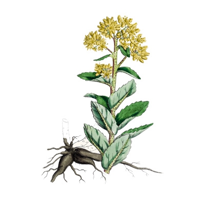 apparence_composition_rhodiola