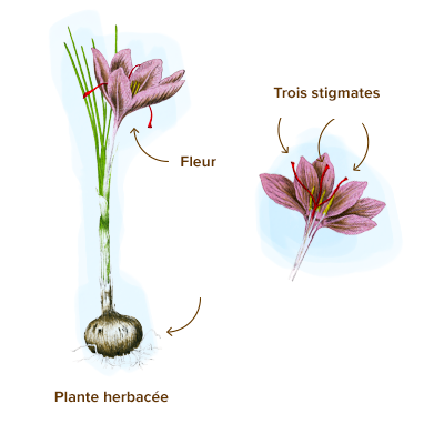 Apparence-safran-fleur