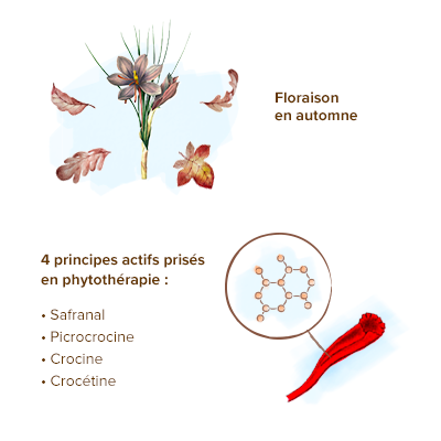 Safran : utilisation, bienfaits santé, foie, stress, dangers