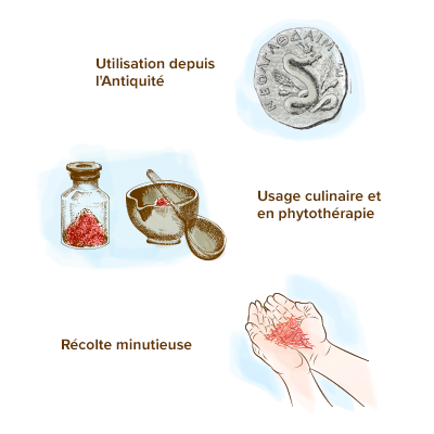 SAFRAN ⚜️ Propriétés, Bienfaits, Posologies, Effets ?