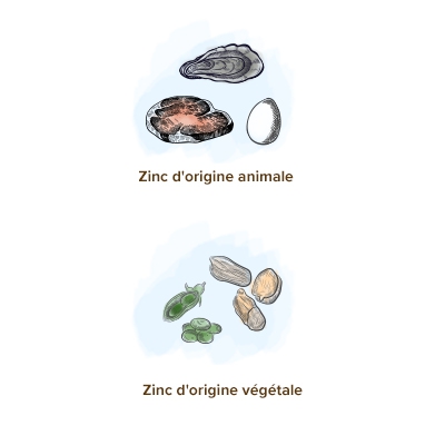 zinc vegetale et animale